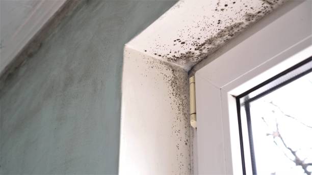 Best Best Mold Removal Companies  in Marriott Slaterville, UT