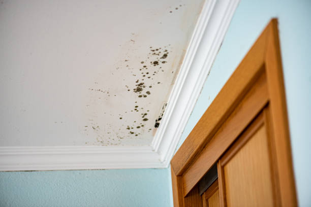 Best Water Damage Restoration  in Marriott Slaterville, UT