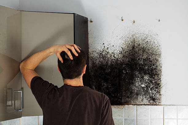 Best Black Mold Removal  in Marriott Slaterville, UT